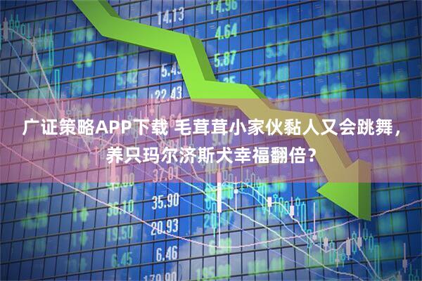 广证策略APP下载 毛茸茸小家伙黏人又会跳舞，养只玛尔济斯犬幸福翻倍？
