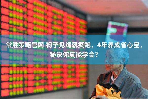 常胜策略官网 狗子见绳就疯跑，4年养成省心宝，秘诀你真能学会？
