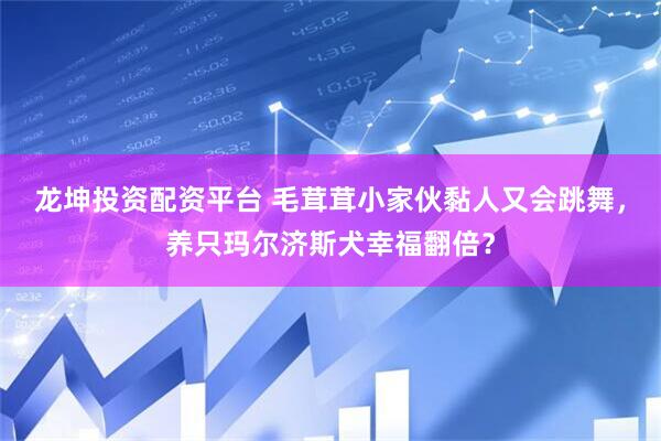 龙坤投资配资平台 毛茸茸小家伙黏人又会跳舞，养只玛尔济斯犬幸福翻倍？