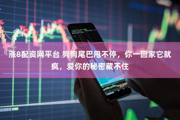 涨8配资网平台 狗狗尾巴甩不停，你一回家它就疯，爱你的秘密藏不住