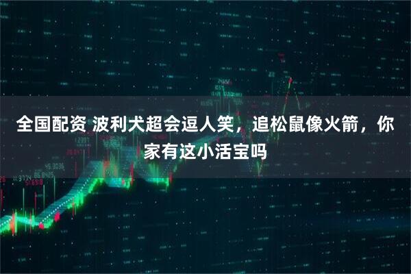 全国配资 波利犬超会逗人笑，追松鼠像火箭，你家有这小活宝吗