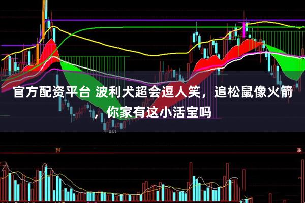 官方配资平台 波利犬超会逗人笑，追松鼠像火箭，你家有这小活宝吗