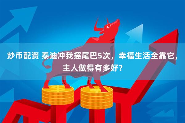 炒币配资 泰迪冲我摇尾巴5次，幸福生活全靠它，主人做得有多好？