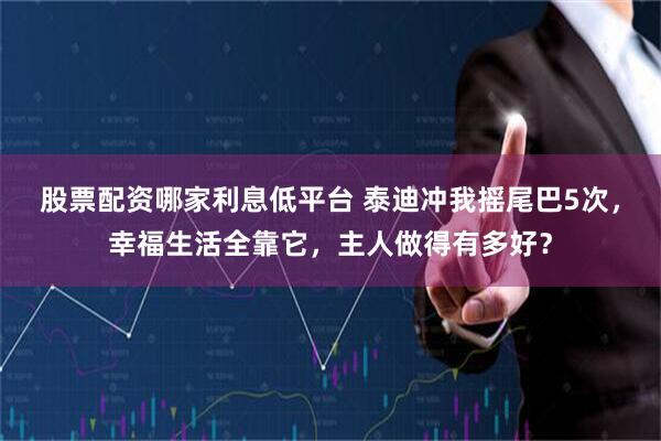 股票配资哪家利息低平台 泰迪冲我摇尾巴5次，幸福生活全靠它，主人做得有多好？